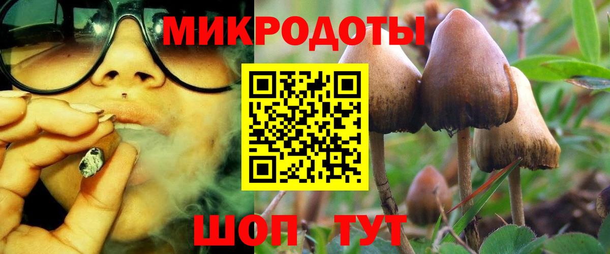 Галлюциногенные грибы Psilocybe Вятские Поляны
